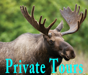 Alltrans National Park Private Tours